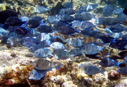 School of blue tangs swimming at the corral gardens reef-... by Andrew Kubica 